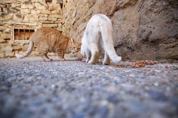 Fortapte Katter Som Spiser Gaten Detaljer Forlatte Dyr – stockfoto