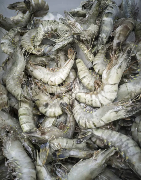 Γαρίδες Κατεψυγμένες Ιχθυοπώλες Νωπές Τροφές Ψαριών — Φωτογραφία Αρχείου