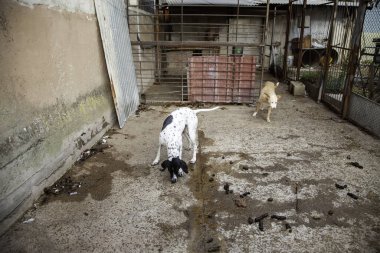 Kilitli köpek kulübeleri terk edilmiş, üzüntü