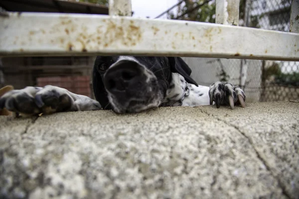 Κλειδωμένα Σκυλιά Κυνοτροφείο Εγκαταλειφθεί Θλίψη — Φωτογραφία Αρχείου
