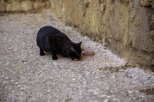 野放図な動物の詳細は 通りで食べる野放図な猫 — ストック写真