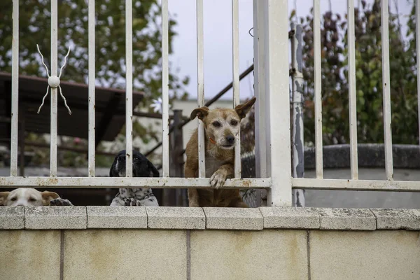 Locked Kennel Dogs Abandoned Sadness — Stock Photo, Image