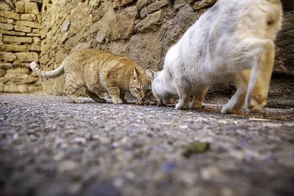 Stray Cats Eating Street Detail Abandoned Animals — Stock Photo, Image