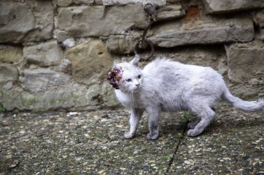Kedi yaralanmış ve sokağa atılmış, veteriner enfeksiyonu, taciz.