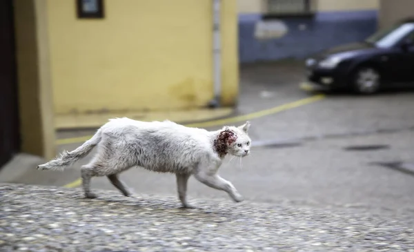 Gatto Ferito Abbandonato Strada Infezione Veterinaria Abuso — Foto Stock