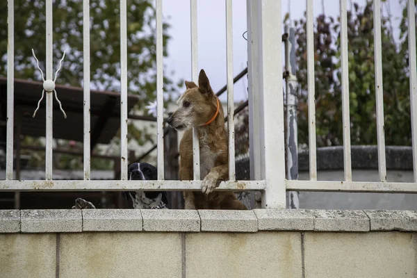 Locked Kennel Dogs Abandoned Sadness — Stock Photo, Image