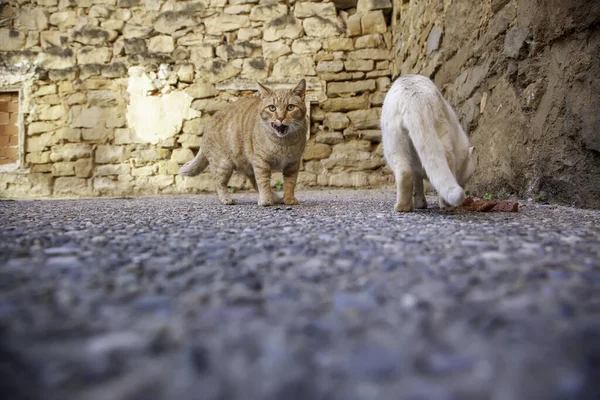 Gatos Callejeros Comiendo Calle Detalle Animales Abandonados —  Fotos de Stock