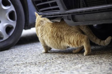 Arabanın altındaki sokak kedisi, terk edilmiş vahşi hayvanlar, evcil hayvanlar.