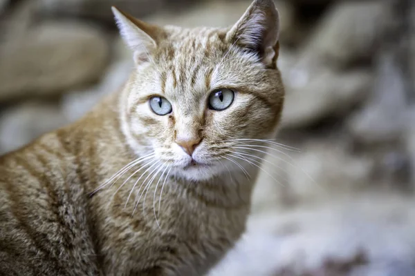 Orange Tabby Cat Street Domestic Animals Pets Friend — Stock Photo, Image