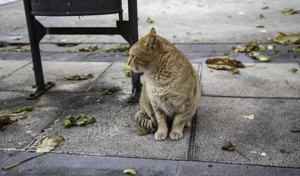 Gato Naranja Descansando Calle Urbana Animales Salvajes Libres Relajarse — Foto de Stock