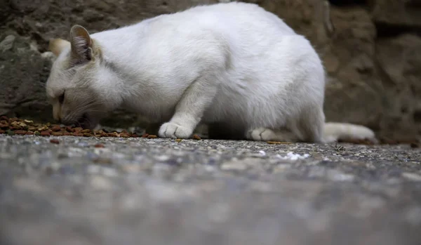 Gatti Randagi Che Mangiano Strada Dettaglio Animali Abbandonati — Foto Stock