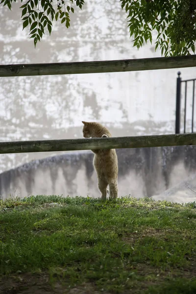 Chats Sur Clôture Assis Dans Rue Animaux Domestiques Errants Animal — Photo