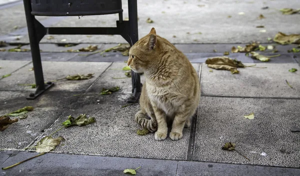 Şehir Caddesinde Dinlenen Turuncu Kedi Vahşi Özgür Hayvanlar Rahatla Telifsiz Stok Imajlar
