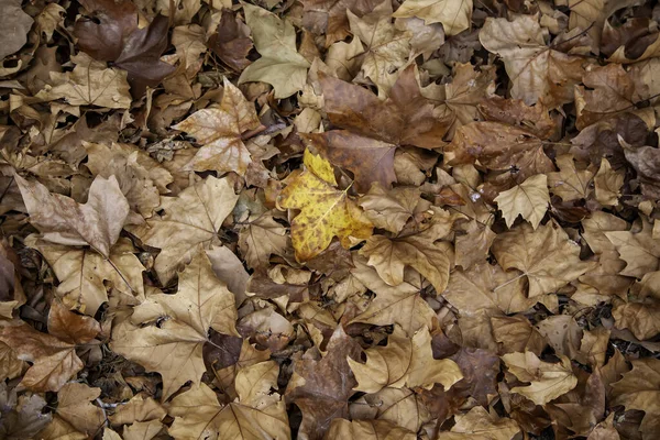 Sonbahar Yaprakları Yerde Mevsimsel Değişim Doğa Manzara — Stok fotoğraf