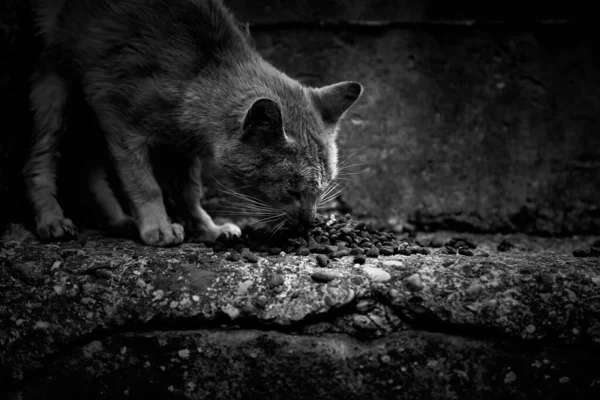 Gatos Callejeros Comiendo Calle Detalle Animales Abandonados — Foto de Stock