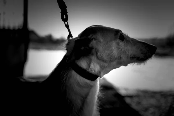 Parkta Hayvanlarda Doğada Oynayan Tazı Köpeği — Stok fotoğraf