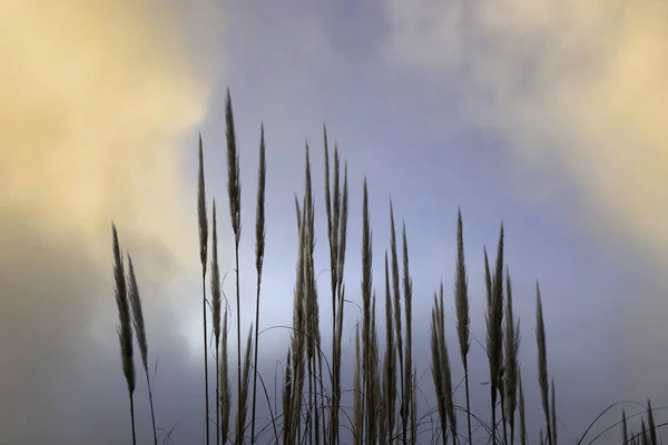 Las Plantas Caña Florecen Con Cielo Azul Naturaleza Paisaje — Foto de Stock