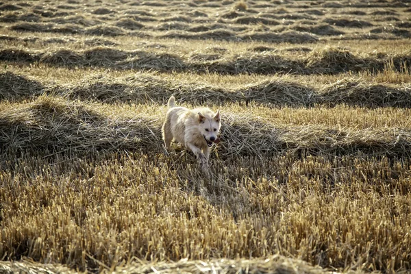 小麦畑 スポーツ 動物で走る犬 — ストック写真