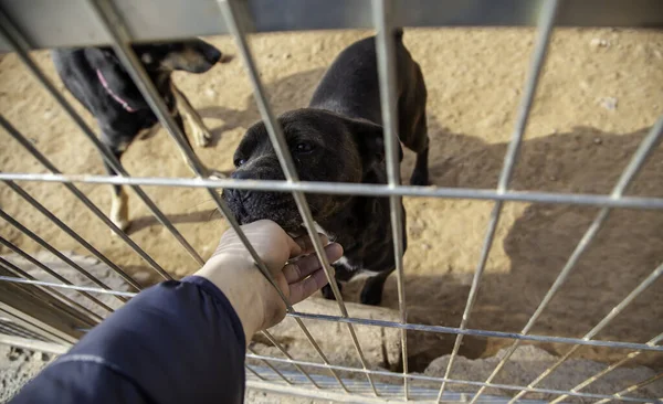Cane Canile Chiuso Animali Abbandonati Abusi — Foto Stock
