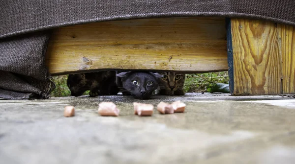 Gatos Selvagens Comendo Rua Detalhes Animais Abandonados — Fotografia de Stock