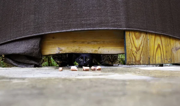 Gatos Selvagens Comendo Rua Detalhes Animais Abandonados — Fotografia de Stock