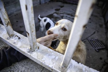 Kilitli köpek kulübeleri terk edilmiş, üzüntü