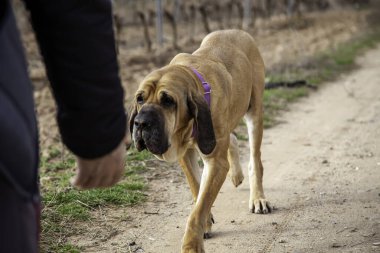  Tarlada avlanmak, evcil hayvanlar, av köpekleri