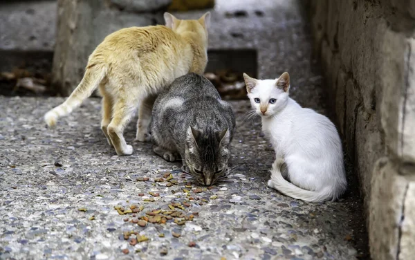 Chat Errant Mangeant Dans Rue Détail Des Animaux Abandonnés — Photo