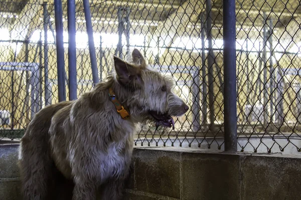 Dog in enclosed kennel, abandoned animals, abuse