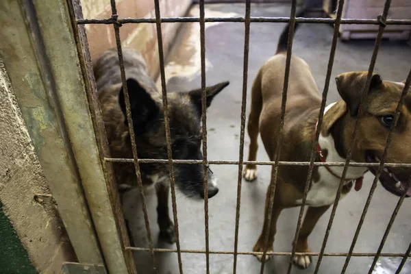Köpek Kulübesinde Terk Edilmiş Hayvanlar Taciz — Stok fotoğraf