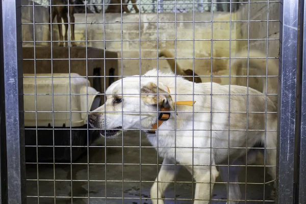 Dog in enclosed kennel, abandoned animals, abuse