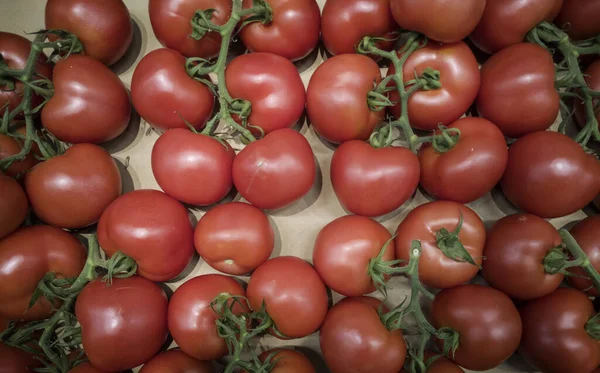 Tomates Fraîches Dans Les Maraîchers Les Aliments Biologiques Biologiques Agriculture — Photo