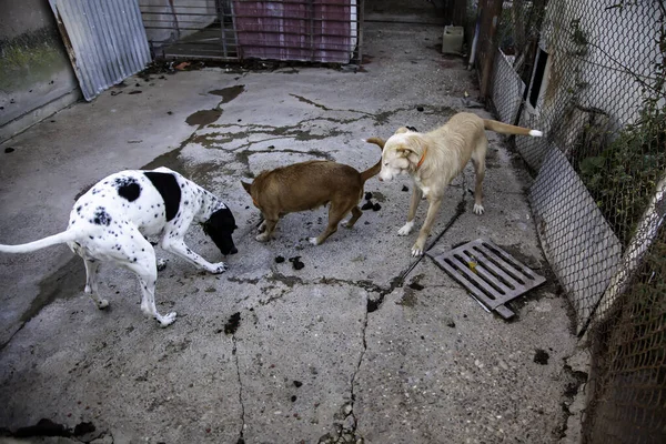 Κλειδωμένα Σκυλιά Κυνοτροφείο Εγκαταλειφθεί Θλίψη — Φωτογραφία Αρχείου