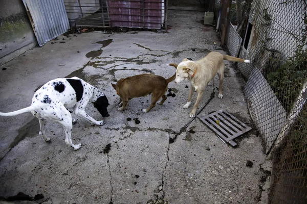 Perrera Encerrada Perros Abandonados Tristeza — Foto de Stock