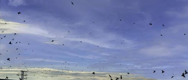 Birds in sky migrating, animals and birds, natural landscape