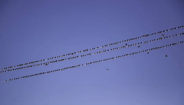 Vögel Hochspannungsmasten Vögel Und Tiere — Stockfoto