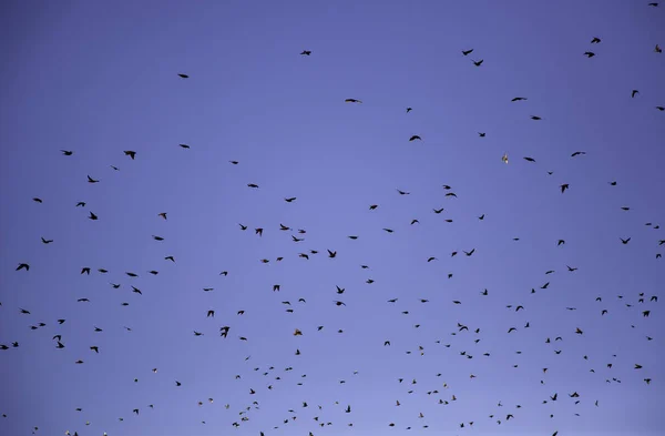 Aves Céu Migrando Animais Pássaros Paisagem Natural — Fotografia de Stock