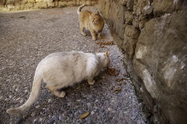 Kóbor Macskák Eszik Utcán Részlet Elhagyott Állatok — Stock Fotó