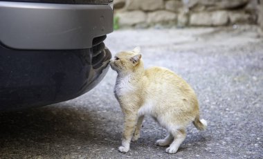 Arabanın altındaki sokak kedisi, terk edilmiş vahşi hayvanlar, evcil hayvanlar.