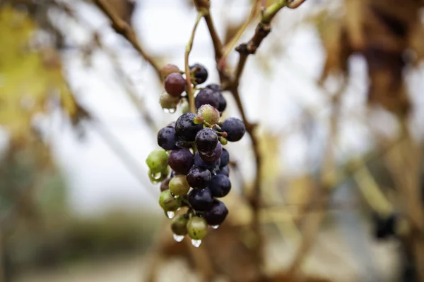 Vignobles Avec Raisins Secs Dans Domaine Agriculture Production Bio — Photo