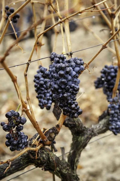 Vignobles Avec Raisins Secs Dans Domaine Agriculture Production Bio — Photo