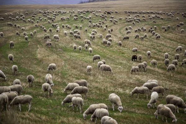 Rebaño Ovejas Campo Animales Granja Libres Ganadero — Foto de Stock