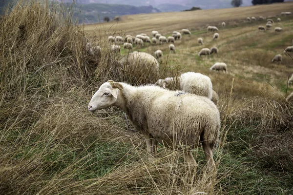 Gregge Pecore Campo Animali Fattoria Gratuiti Allevatori — Foto Stock