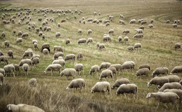 Flock of sheep in field, free farm animals, rancher