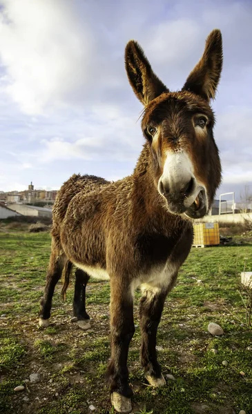 Burro Marrón Campo Animales Granja Gratis Agricultura —  Fotos de Stock