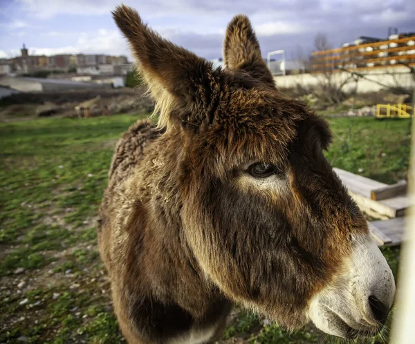 Brown donkey in field, free farm animals, agriculture