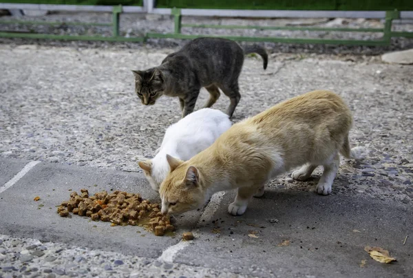 Zbloudilé Kočky Jedí Ulici Detaily Opuštěných Zvířat — Stock fotografie