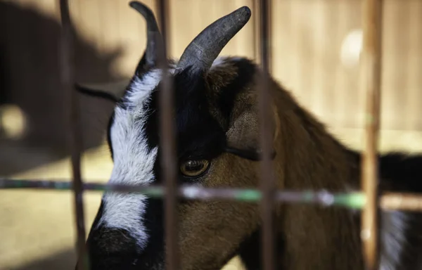 ヤギは檻に閉じ込められた畜産業 — ストック写真