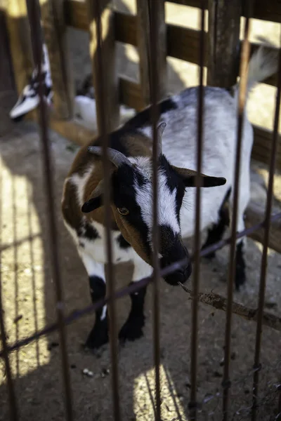 Koza Zamknięta Klatce Hodowli Zwierząt Przemyśle Mięsnym — Zdjęcie stockowe