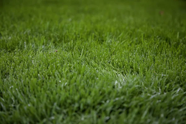 Césped Con Césped Húmedo Invierno Vegetación Naturaleza — Foto de Stock